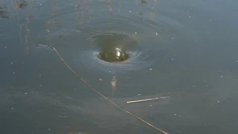 Close up view of a water vortex in the middle of a lake, vortex rotating 스톡 동영상 266095234