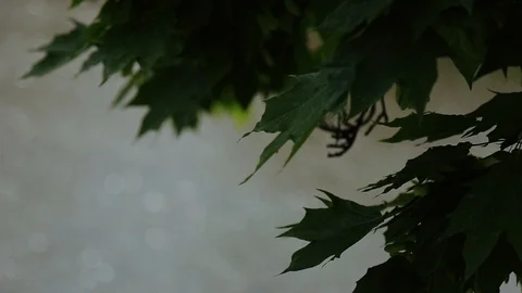 Close up view of waving maple leaves over the river. Enjoying the nature Video stock 105272070