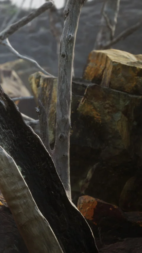 Close up view of a weathered log and surrounding natural elements Stock Footage 347259273