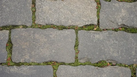 Close-up view of weathered rectangular stone pavers with vibrant green moss 스톡 동영상 327530804