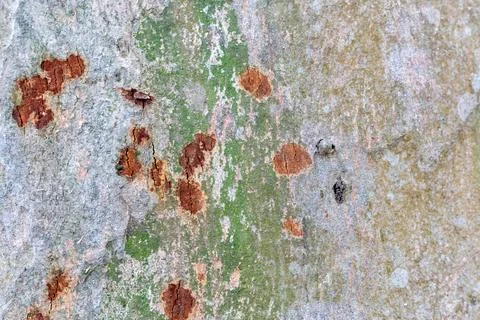 A close-up view of a weathered rock surface with rusty spots and green moss Photos