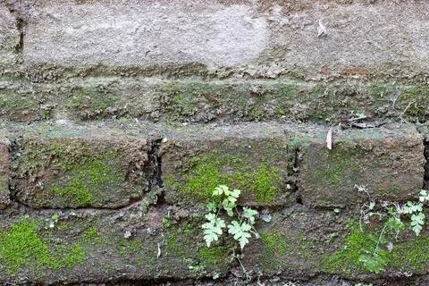 A close-up view of a weathered stone wall covered in moss and small plants Stock-Fotos