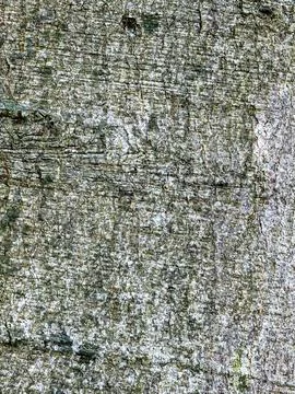 Close-up view of weathered tree bark creating an abstract natural surface b.. 写真素材