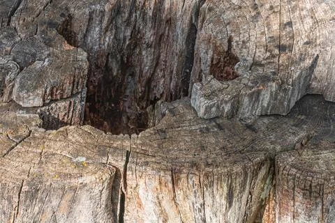 Close-up view of weathered tree stump showing deep hollow and intricate woo.. Stock Photos
