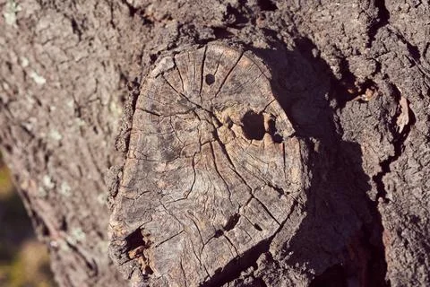 Close-up view of a weathered tree stump with textured bark and deep cracks Stock Photos