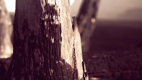 Close up view of a weathered tree trunk in a natural setting Stock Footage 345061576
