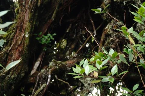 Close-up view of a weathered tree trunk covered in moss Fotos de archivo