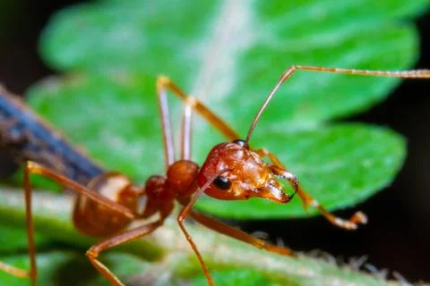 Close up view of a weaver ant on the top of a leaf stem Stock Photos
