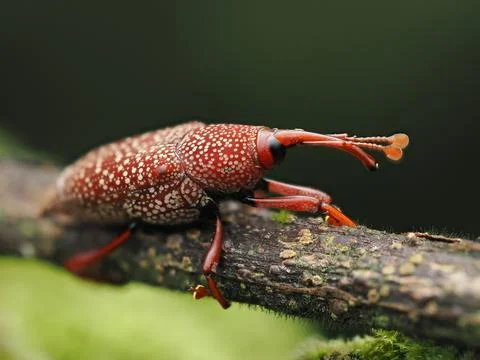 Close up view of a weevil bug with out of focus green colored background Stock Photos