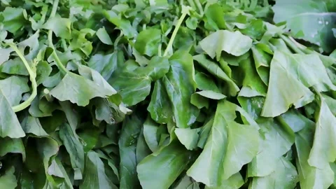 Close view of wet fresh spinach bunch Stock Footage 338168715