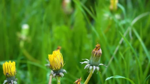 Close up view of wet grass leaves on field Stock Footage 202258497