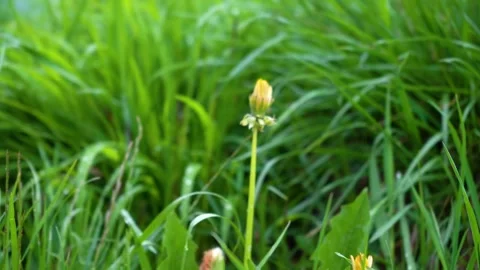 Close up view of wet grass leaves on field Stock Footage 202258510