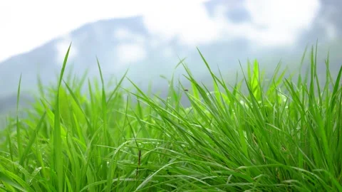 Close up view of wet grass leaves on field Stock Footage 202258560