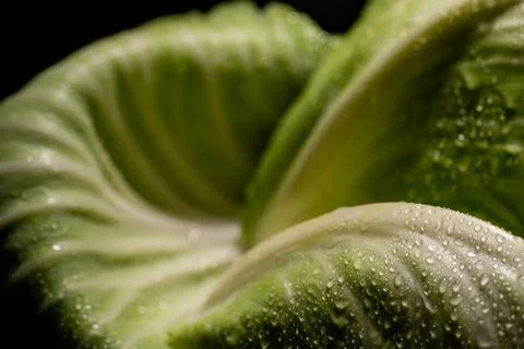 Close view wet green cabbage Stock Photos