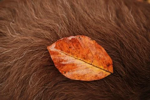 Close view of a wet orange leaf resting on brown fur of Australian Shepherd dog Stock Photos