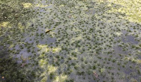 A close-up view of a wet surface covered with green algae or moss, creating.. Stock Photos