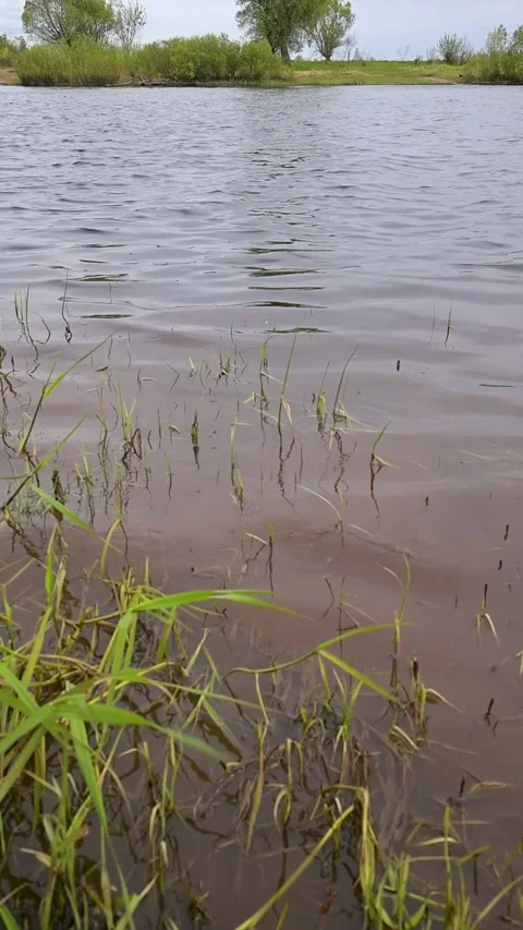 Close-up view of wetland vegetation partially submerged in still pond water Stock Footage 336538876
