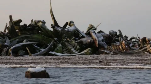 Close view of whale bone pile in Kaktovik, Alaska Stock Footage 48937586