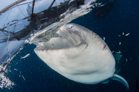 Close-up view of a whale shark breaching the surface. Stock Photos