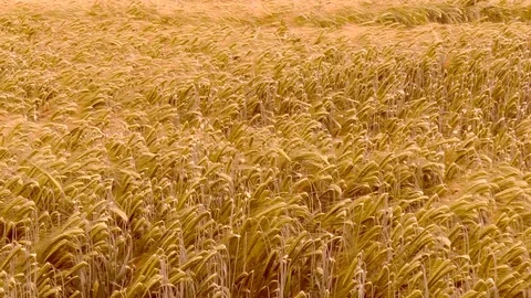 Close view of wheat crop blowing in the wind. Video stock 76365925