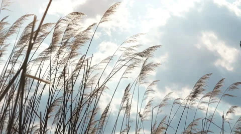 Close-up View of Wheat Ears Swaying on Wind Stock Footage 49626402