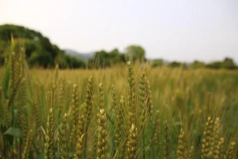 Close view of a wheat field on a cloudy day Stock Photos
