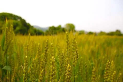 Close view of a wheat field on a cloudy day Stock Photos