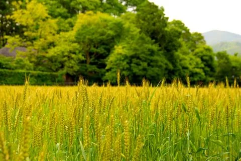 Close view of a wheat field on a cloudy day Stock Photos