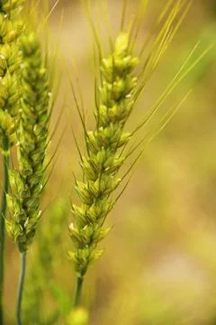 Close view of a wheat field on a cloudy day Stock Photos