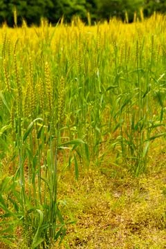 Close view of a wheat field on a cloudy day Stock Photos