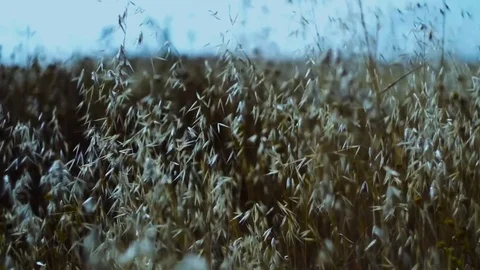 Close up view of a wheat field in the country side Stock Footage 75751127