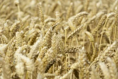 Close up view of a wheat field Stock Photos