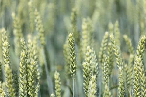 Close View of Wheat Field Foto stock