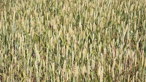 Close-up View of Wheat Field in the wind Stock Footage 80145651