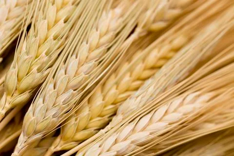 Close up view of Wheat Stock Photos