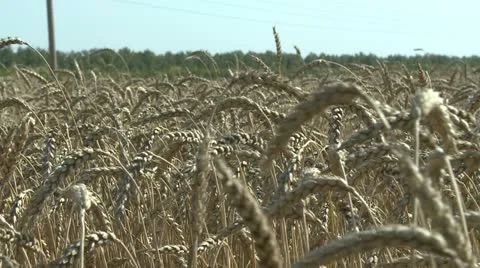 Close up view on wheat at simmer day Video stock 11426478