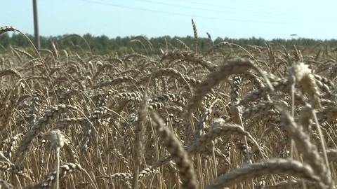 Close up view on wheat at simmer day Stock Footage 72803007