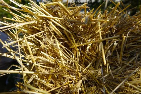 Close-up View of Wheat Straw Layers Under Sunlight, Showcasing Texture and .. Stock Photos