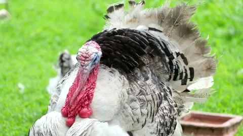 A Close-Up View of a White and Black Domestic Turkey in a Lush Green Field Stock Footage 301072814