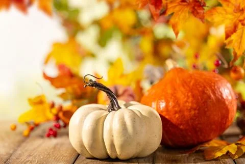 Close view of white and orange pumpkins on wooden table with colorful autum.. 스톡 사진