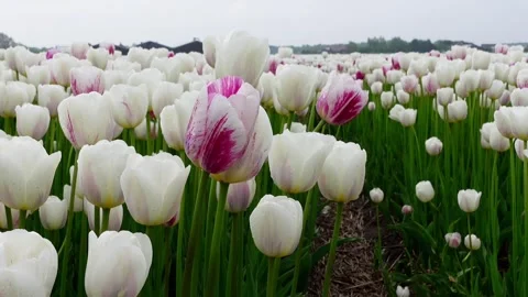 A close-up view at white and partly purple tulips Video stock 256494279