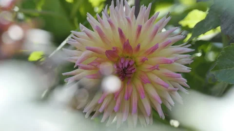 A close up view of a white and pink flower. Stock Footage 112359816