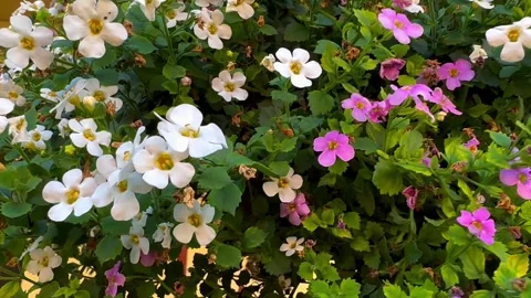 Close Up View Of White and Pink Small Flowers Overhangs. Swinging In The Wind. Stock Footage 267460846