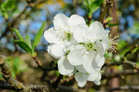 Close up View of White and Sharp an Apple Blossom in Springtime Stock Photos