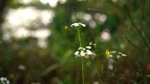 Close up view of white and yellow wildflowers fluttering in wind Stock Footage 268417003