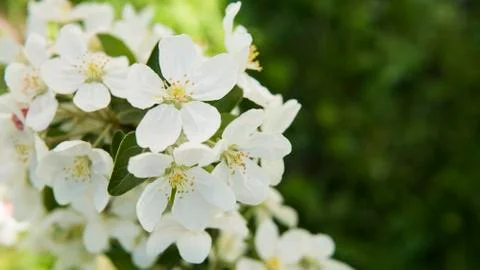 Close up view on a white blossoming cherry tree branch. White flowers of the Stock Photos