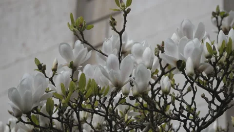 A close-up view of white blossoming magnolia on branches. Stock Footage 126452396
