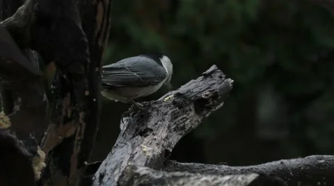 Close-Up View of White-breasted Nuthatch perched on a branch Stock Footage 69060755