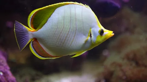 Close view of a white butterfly fish  Stock Footage 296583398