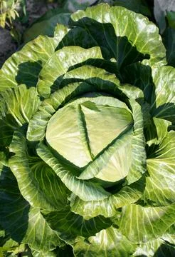 Close up view of white cabbage head with green leaves growing in vegetable .. Stock Photos